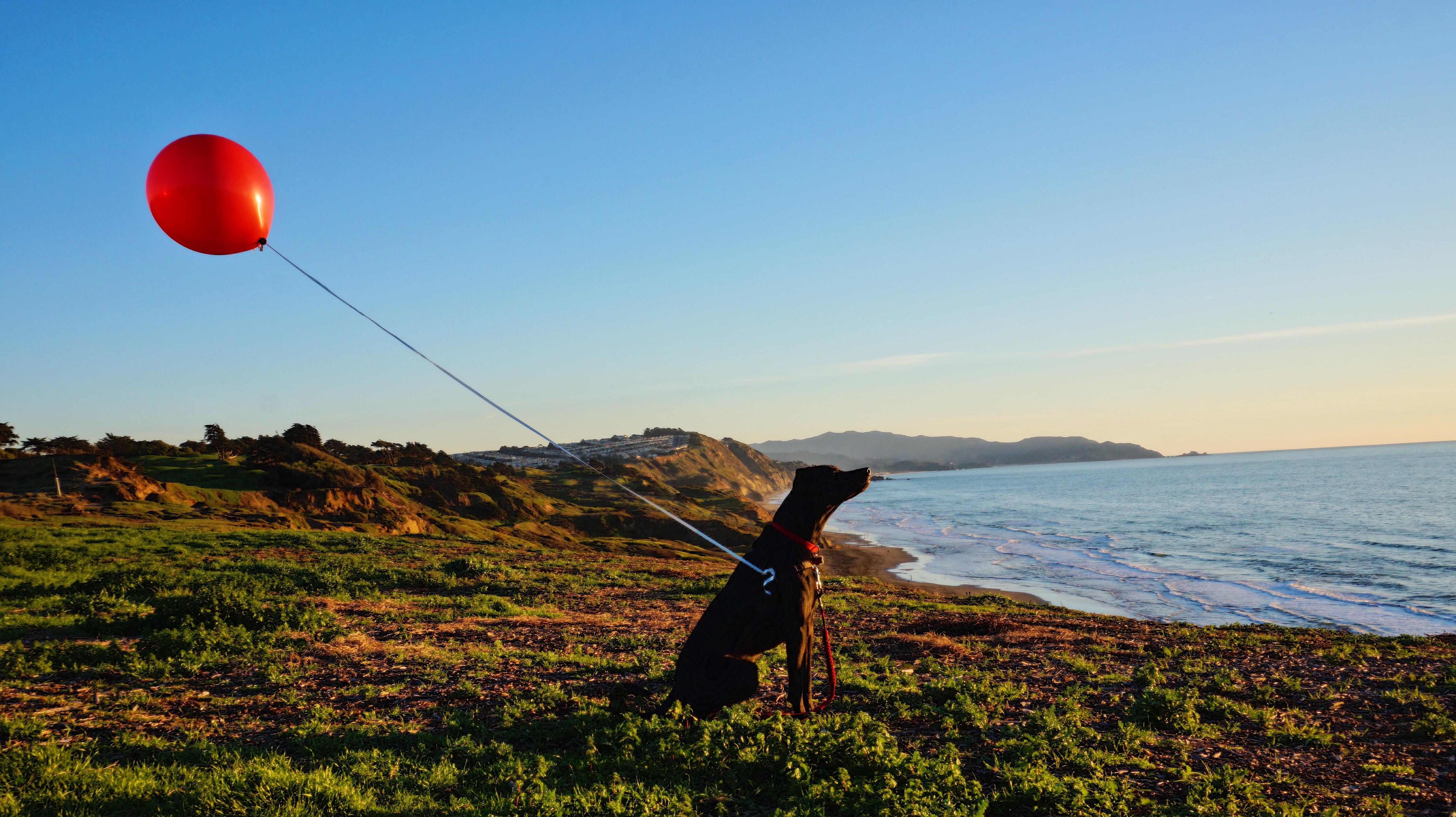 Best Places for Dogs in the Bay Area